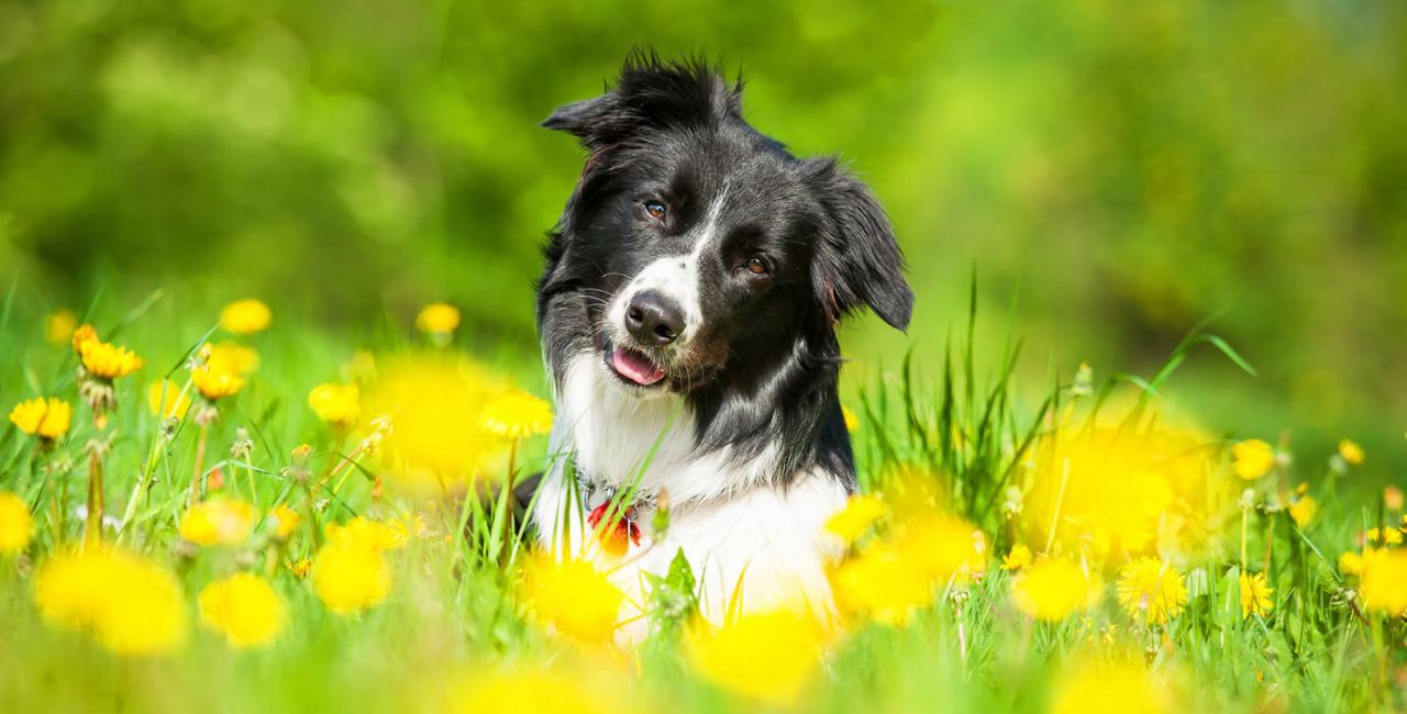 Benefits, uses, history and general info on flower essences for dogs