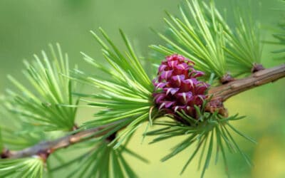 Larch Bach Flower Essence to Improve Confidence in Dogs