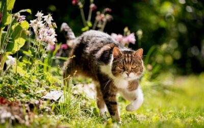 Using Alcohol-Based Flower Remedies with Cats