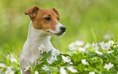Make a Flower Essence Blend for Your Dog | How-To Guide and FAQ