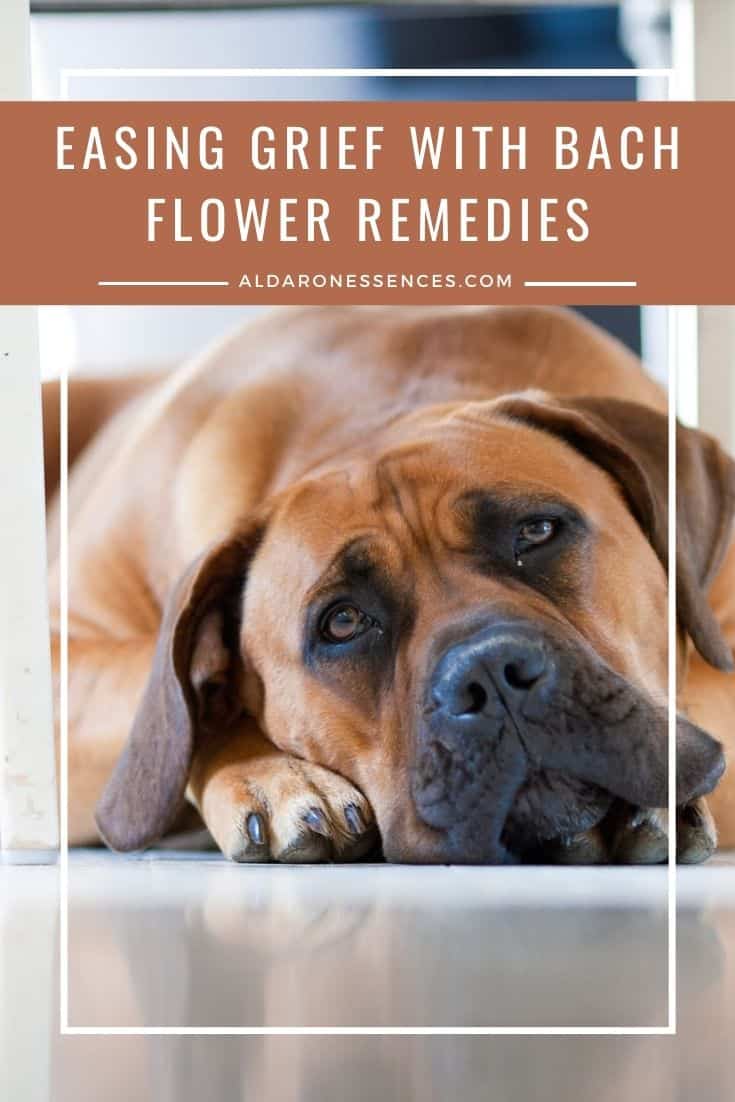 Easing Grief with Bach Flower Remedies Aldaron Essences