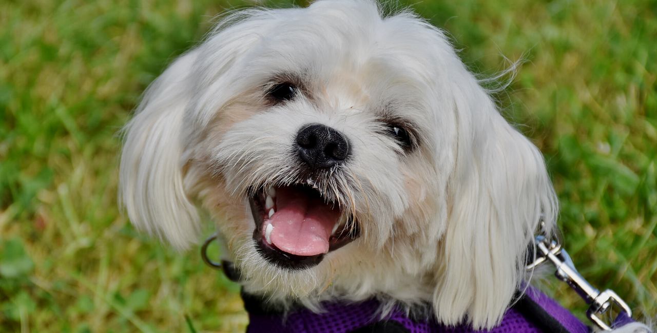 Read flower essences for dogs success stories