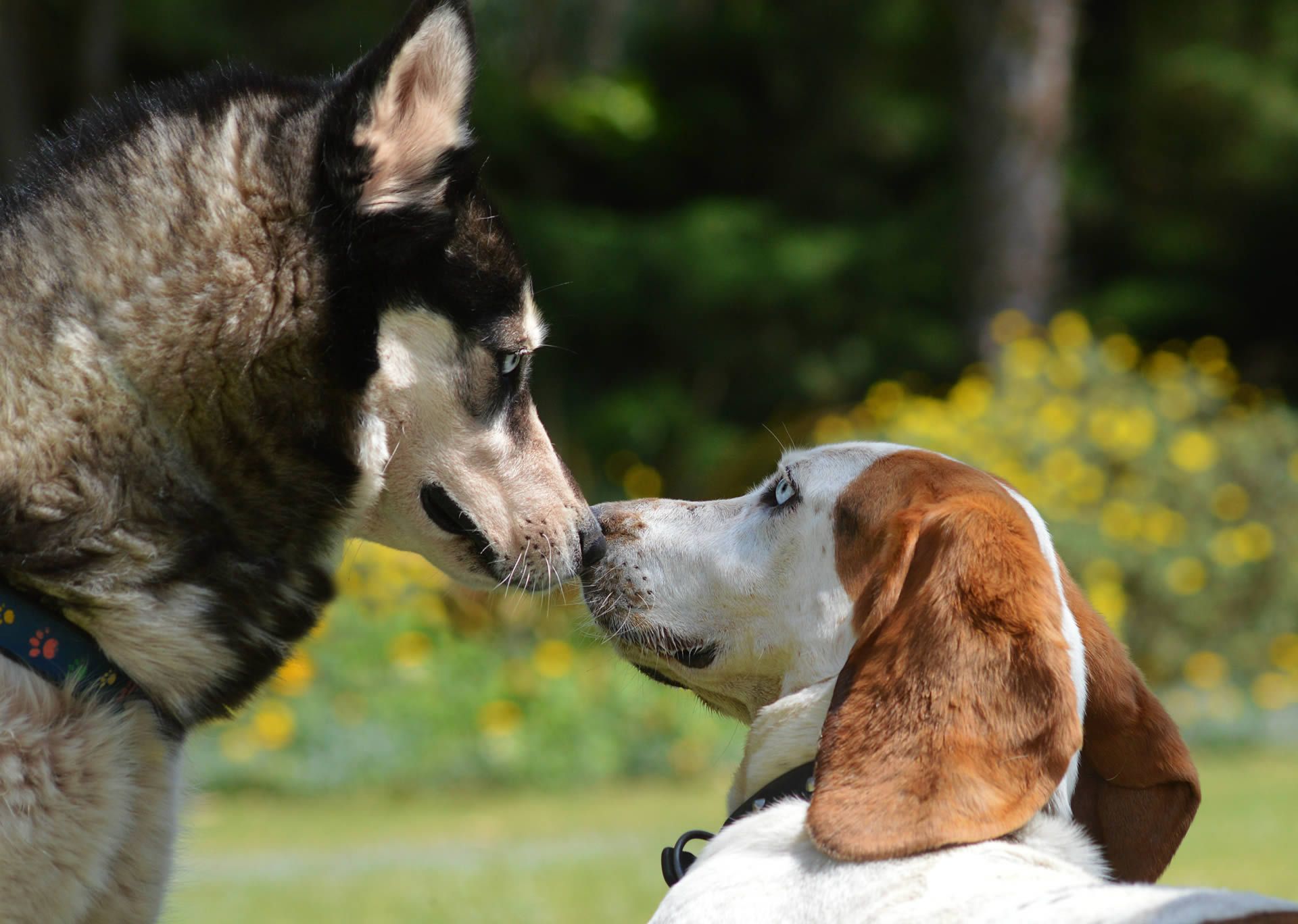 Natural remedies for dog reactivity and aggression