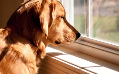 separation-anxiety-dogs-remedies
