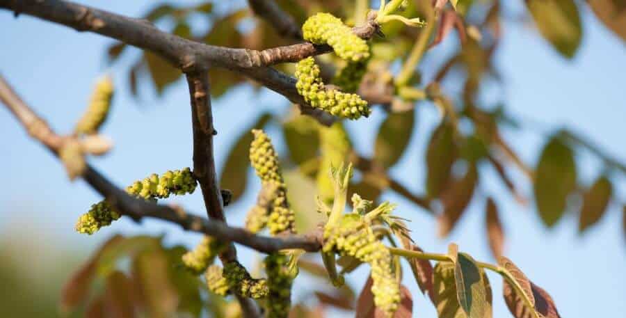 walnut-flower-essence-for-dogs Walnut Bach flower essence to stabilize