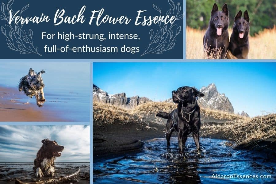 Vervain Bach flower remedy for high energy, high strung dogs