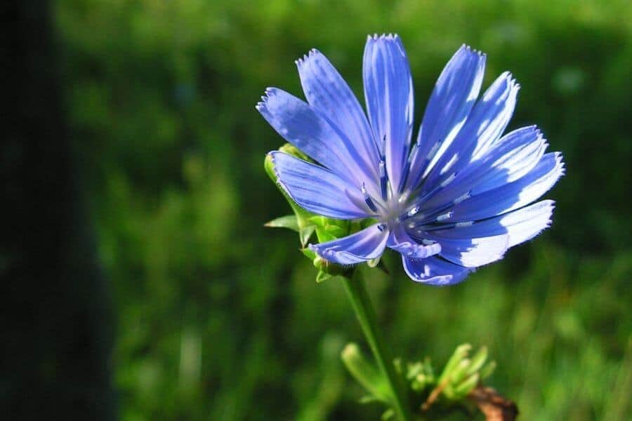 Chicory Bach flower remedy for dogs