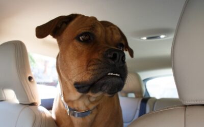 Natural remedies for dog travel anxiety