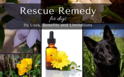 Bach Rescue Remedy for Dogs: Uses and Limitations