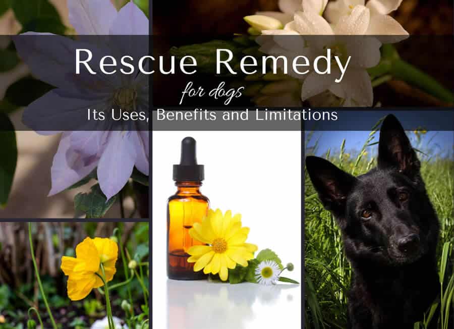Rescue Remedy for dogs - uses and benefits
