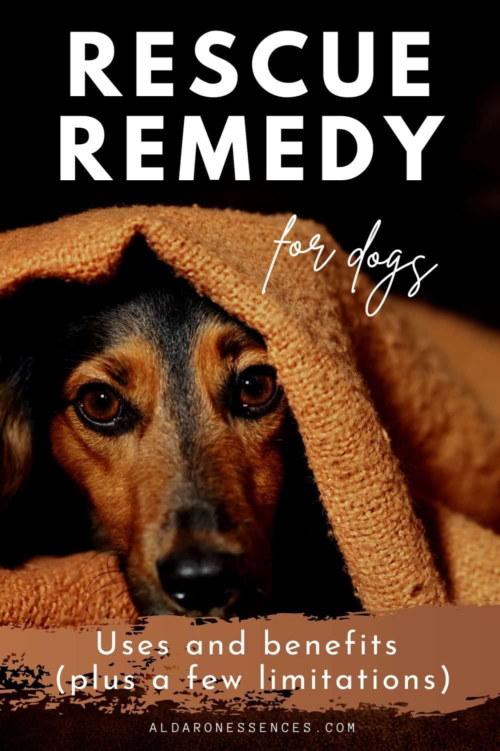 Bach Rescue Remedy for Dogs Uses and Limitations