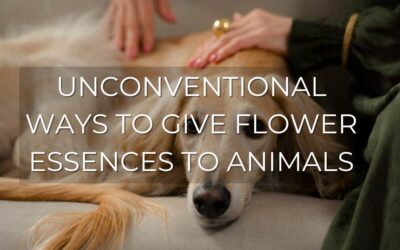 4 Unconventional Ways To Give Flower Essences To Dogs