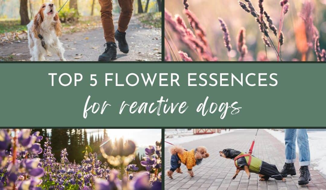 Top 5 Flower Essences For Reactivity in Dogs