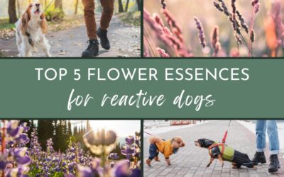 Top five best Bach flower essences for reactive dogs