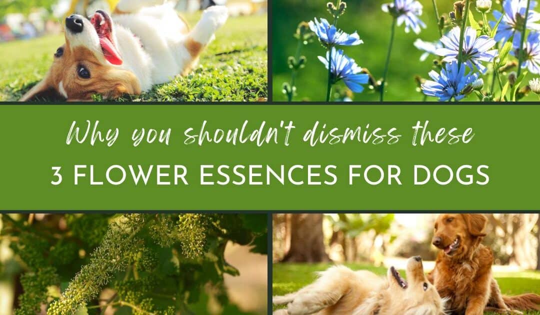 Why You Shouldn’t Dismiss These 3 Flower Essences For Dogs