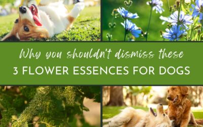 why you shouldnt dismiss these 3 flower essences for dogs